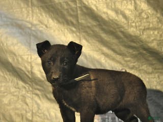 Belgian Malinois dogs Blizzard - Ad 32