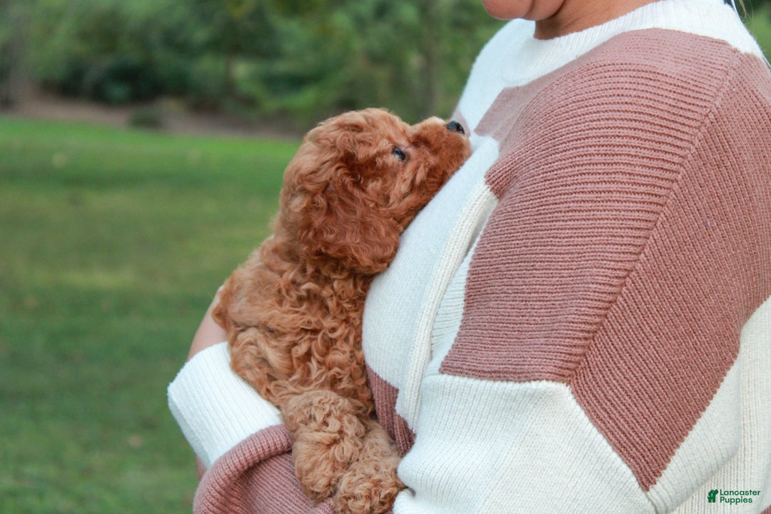Cavapoo dogs for sale: Junipuff - Ad 4