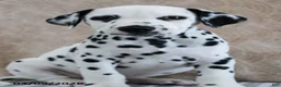 Dalmatian dogs for sale: Holt - Ad 1