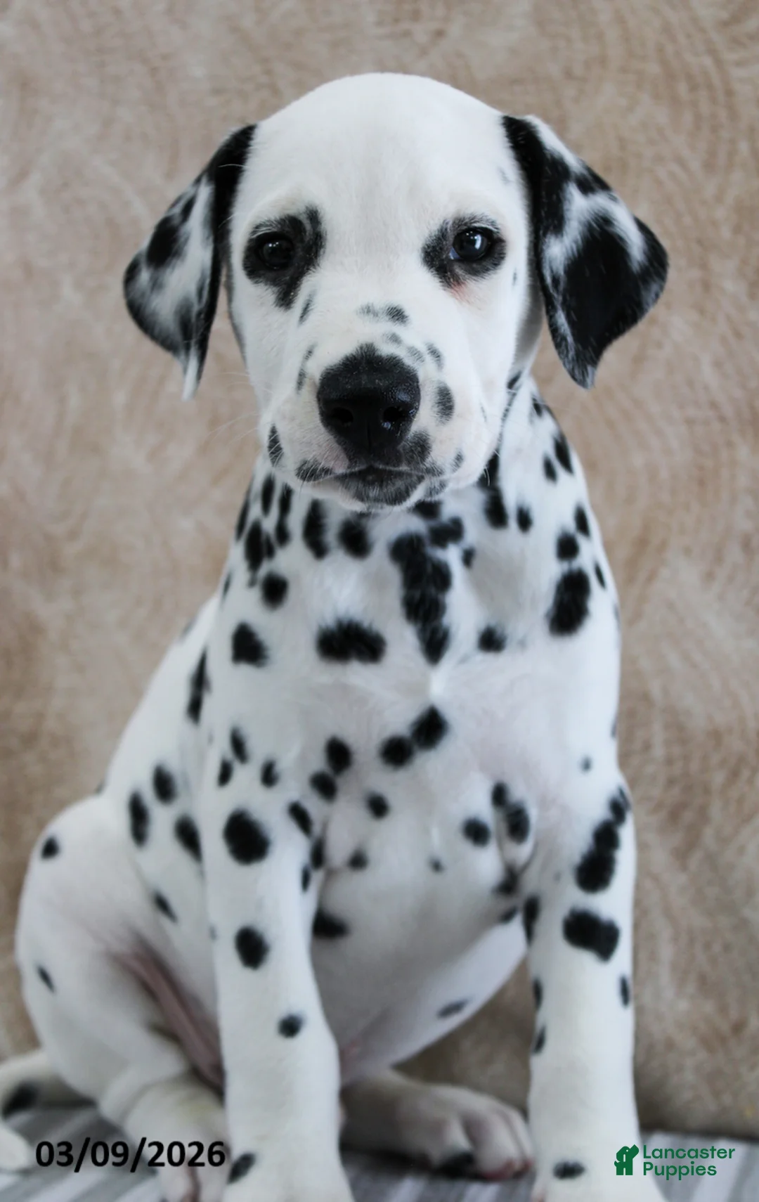 Dalmatian dogs for sale: Holt - Ad 1