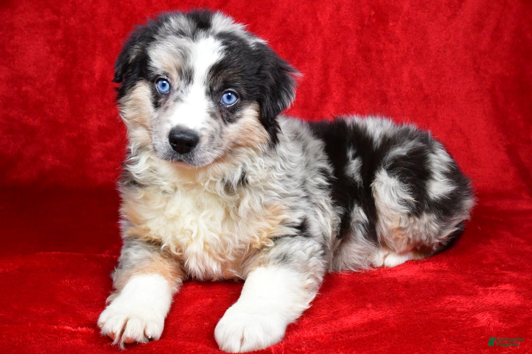 Miniature Australian Shepherd dogs for sale: Willy - Ad 9