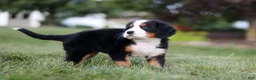Bernese Mountain Dog dogs for sale: Savannah - Ad 2