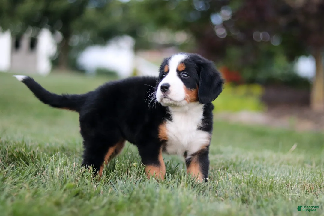 Bernese Mountain Dog dogs for sale: Savannah - Ad 2