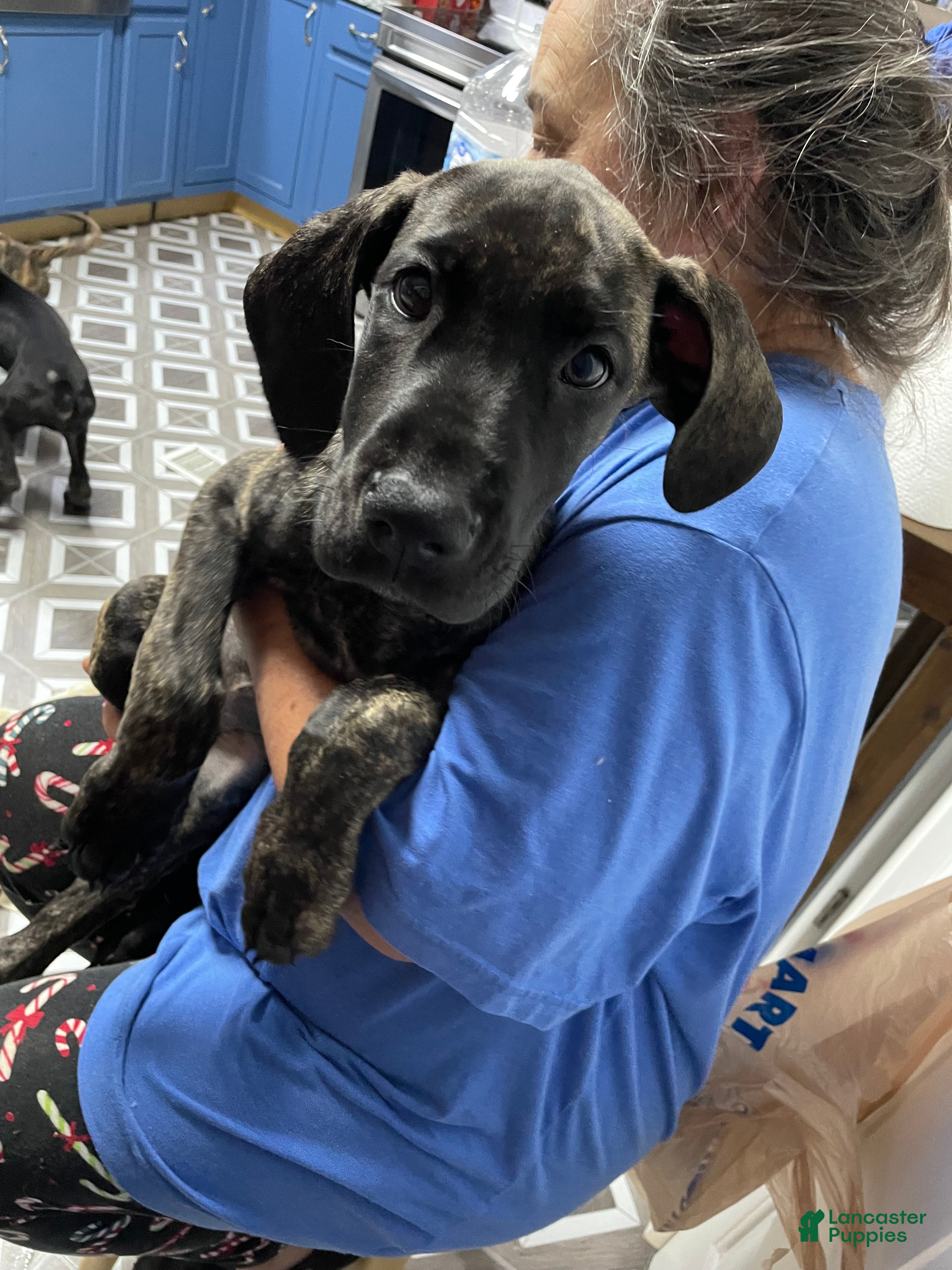 Great Dane dogs Chevy - Ad 1