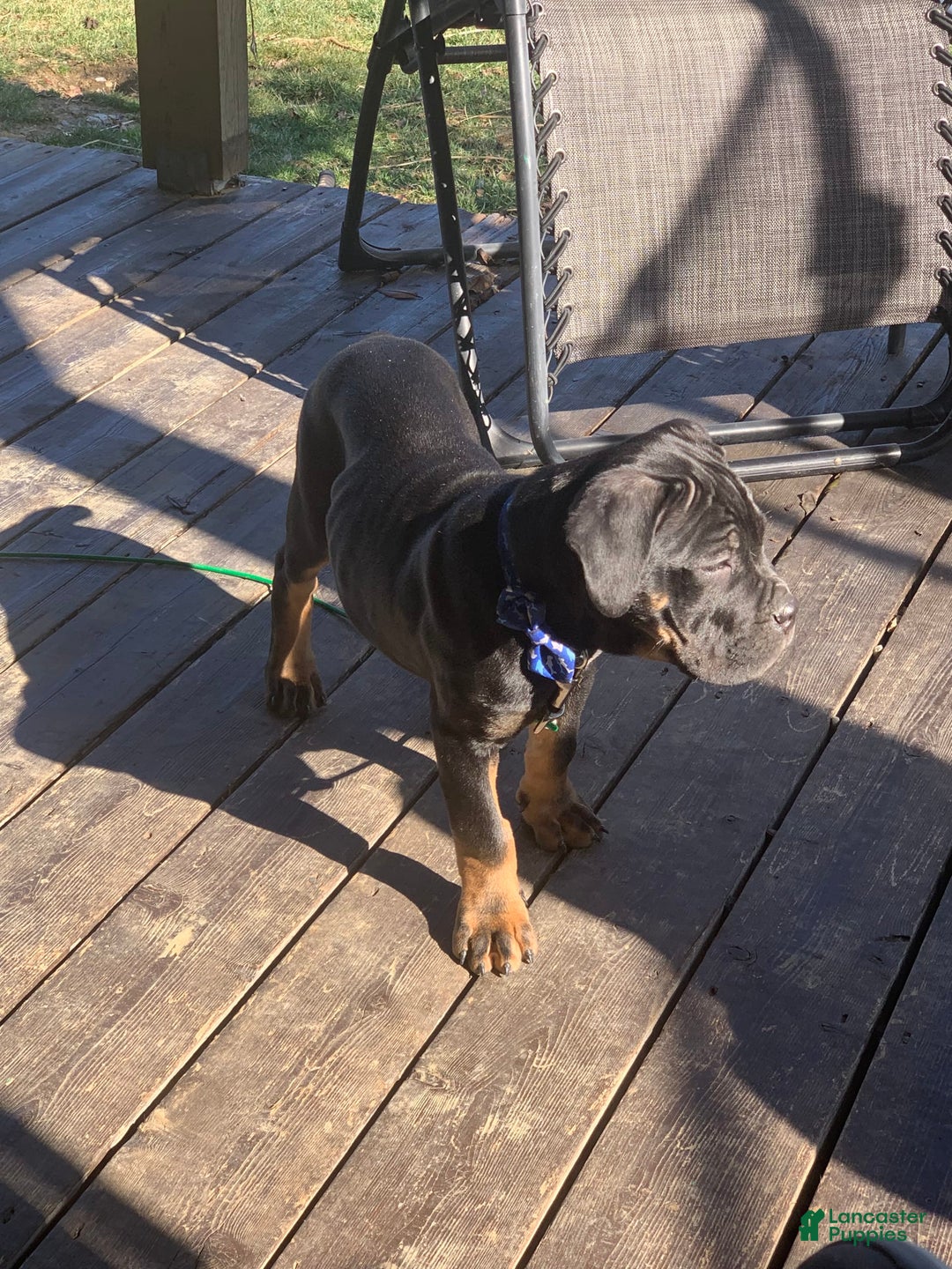 Gallery Image {{count}}