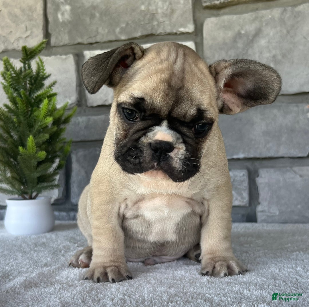 French Bulldog dogs for sale: Niko - Ad 11