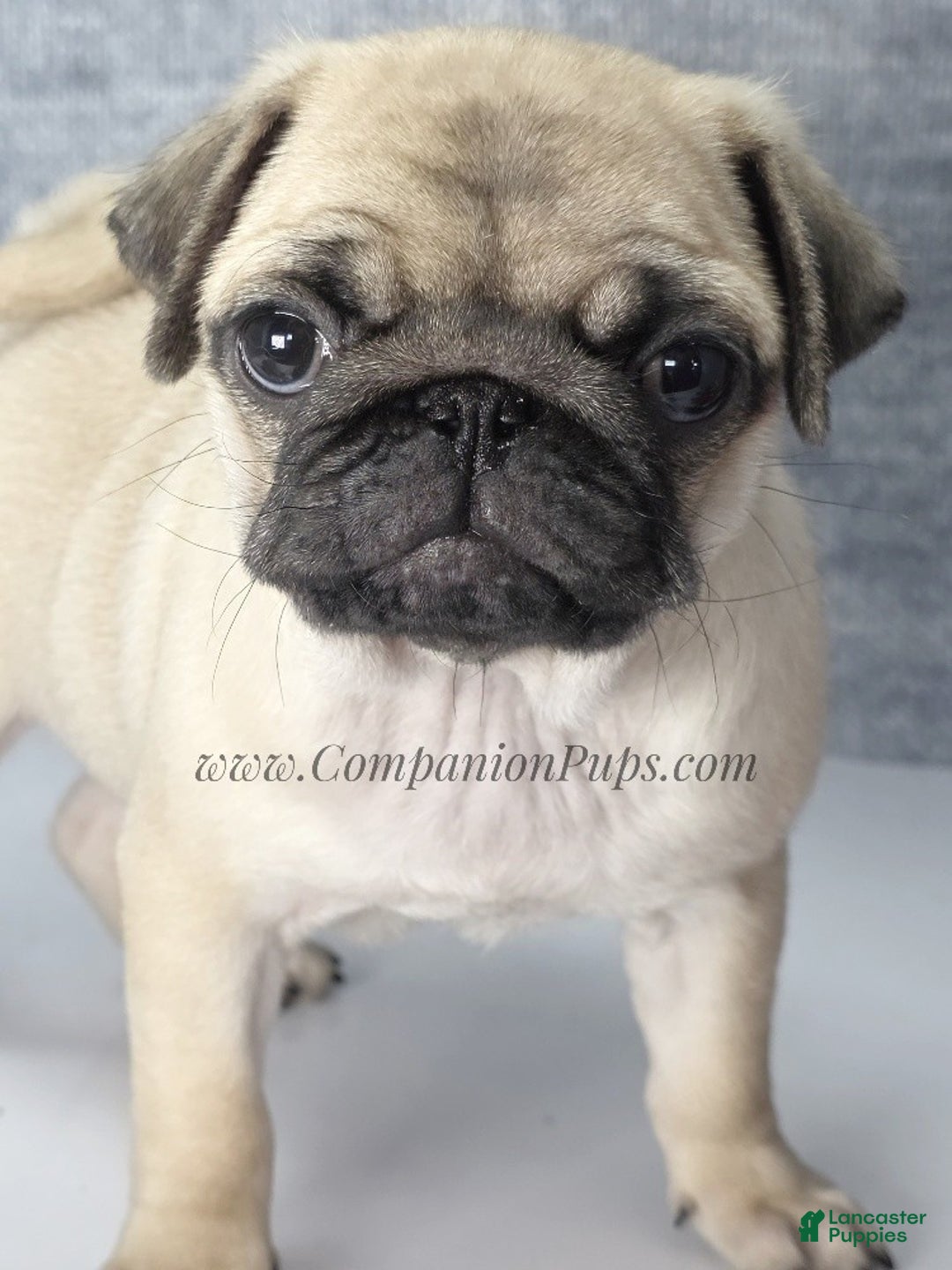 Pug dogs for sale: Marie Soft, Sweet, Playful Pug Pup! Great Christmas Present! - Ad 10