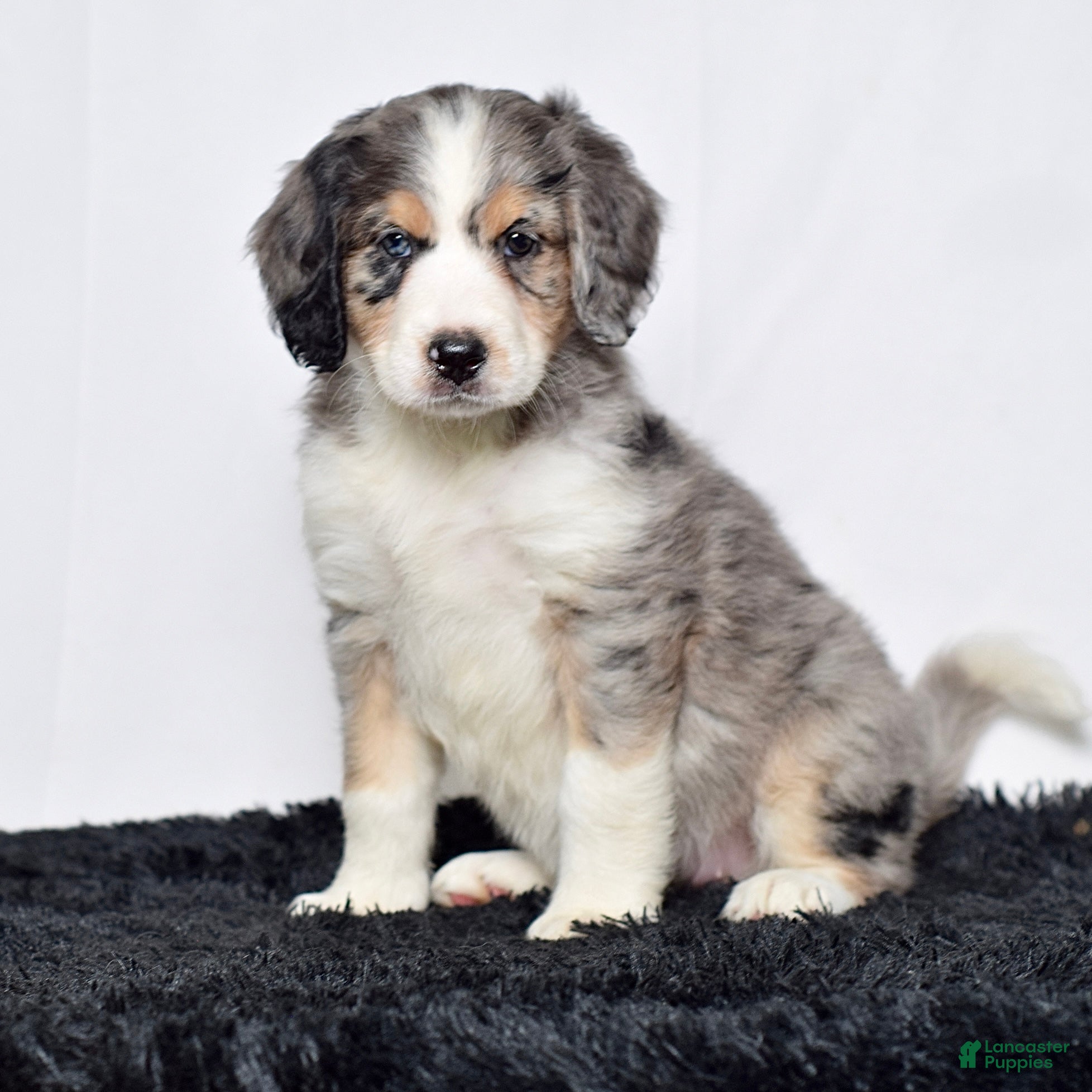 Bernedoodle dogs Ms. Hazel - Ad 1