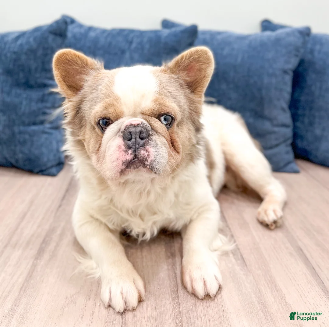 French Bulldog dogs for sale: Leo - Ad 1