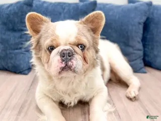 French Bulldog dogs Leo - Ad 18