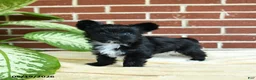 Yorkshire Terrier dogs for sale: Stella - Ad 4