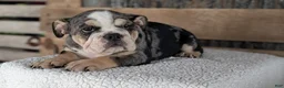 English Bulldog dogs for sale: Zane - Ad 5