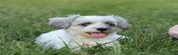 Havanese dogs for sale: Dixie - Ad 4