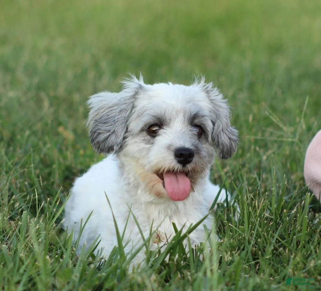 Havanese dogs for sale: Dixie - Ad 4