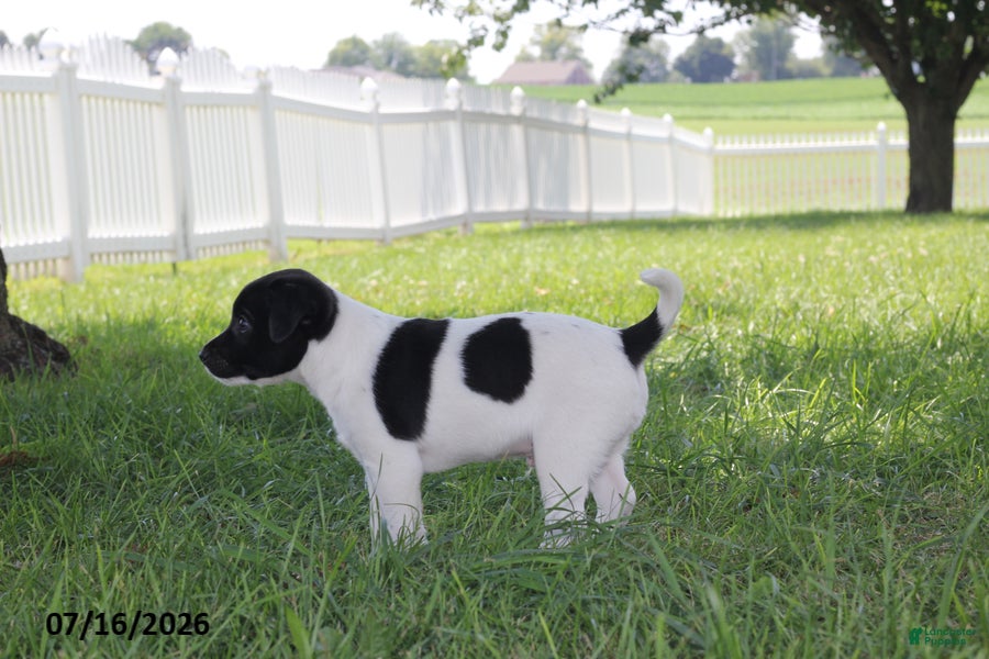 Toy Fox Terrier dogs Tipper - Ad 2