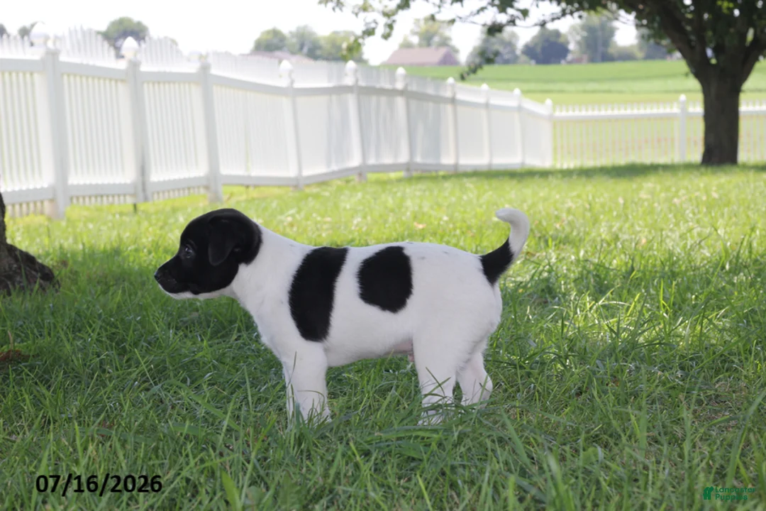 Toy Fox Terrier dogs for sale: Tipper - Ad 2