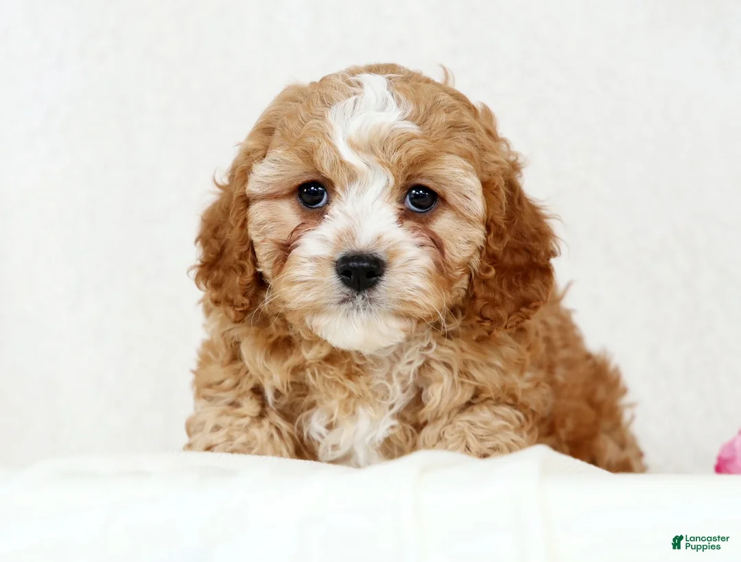 Cavapoo dogs for sale: Chloe - Ad 1