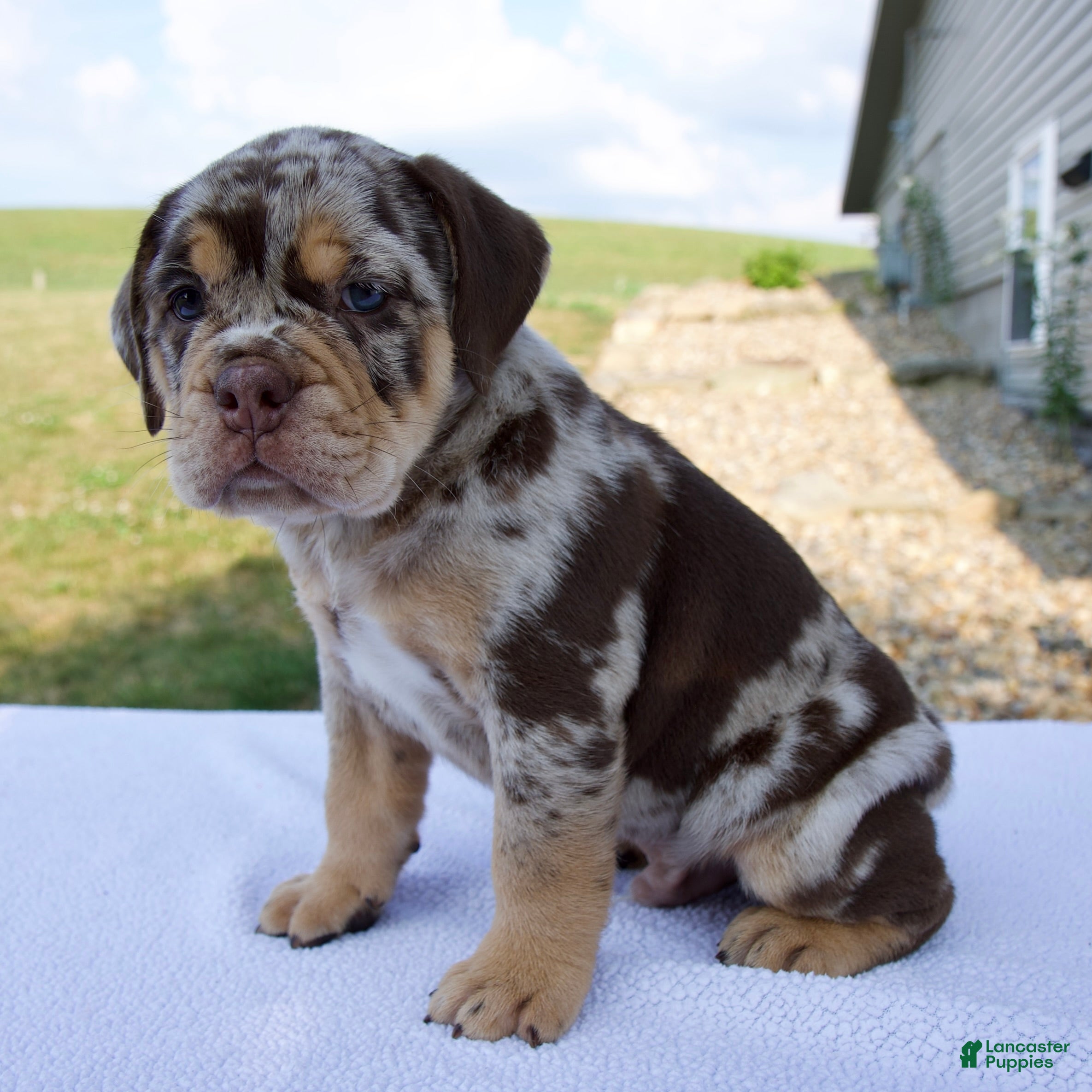 Beabull dogs Milo - Ad 2