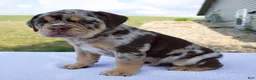 Beabull dogs for sale: Milo - Ad 2