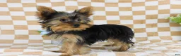 Yorkshire Terrier dogs for sale: Micheal - Ad 4