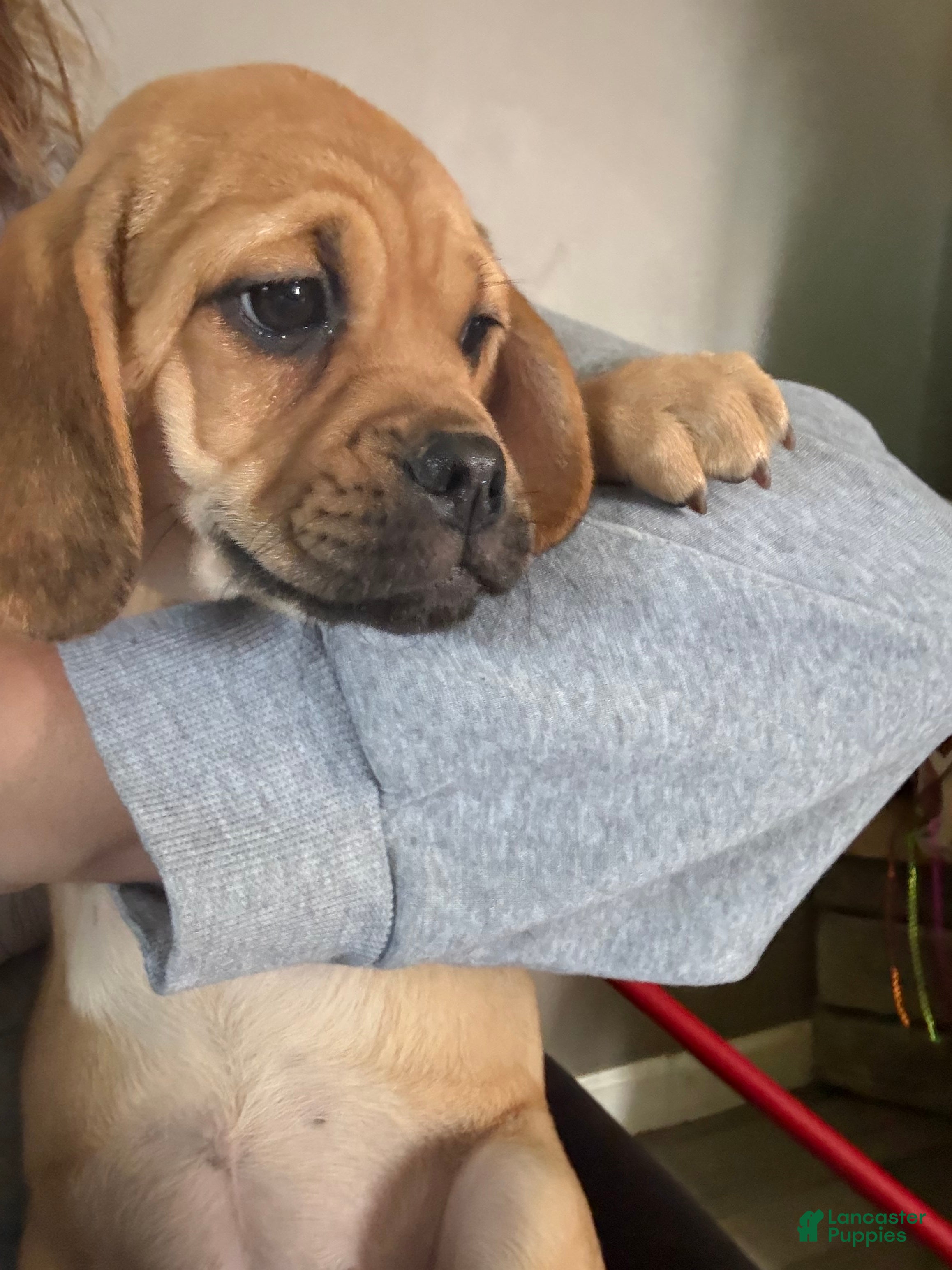 Puggle (Puggle, Female) in Brighton Township, PA