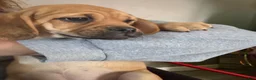 Puggle dogs for sale: Puggle MALE&FEMALE - Ad 1