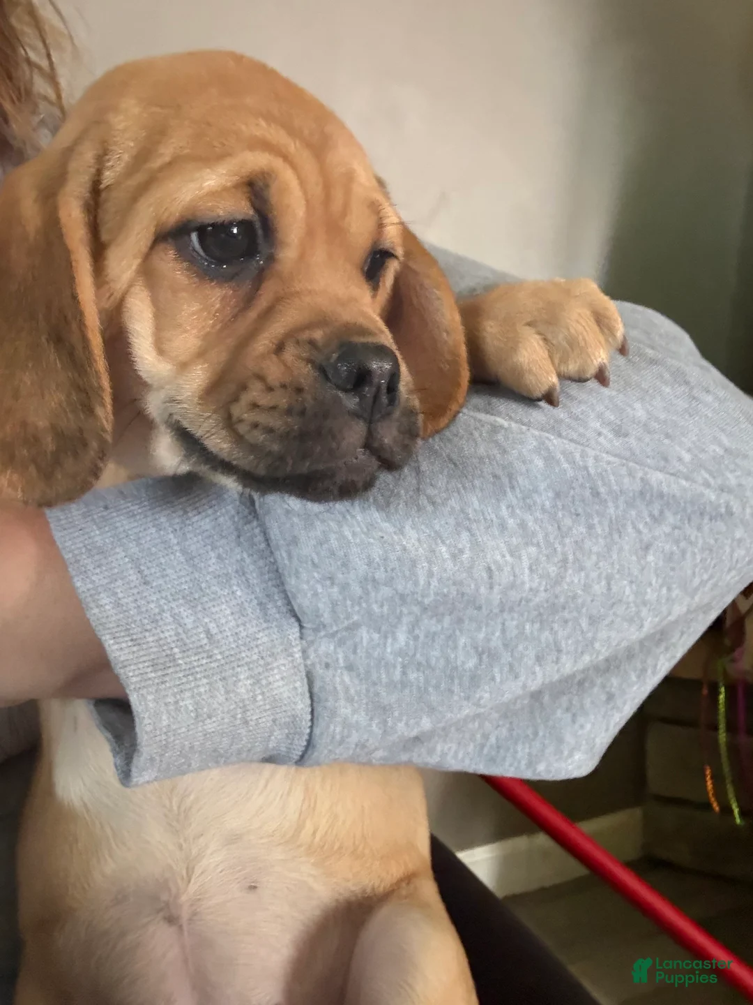 Puggle dogs for sale: Puggle MALE&FEMALE - Ad 1