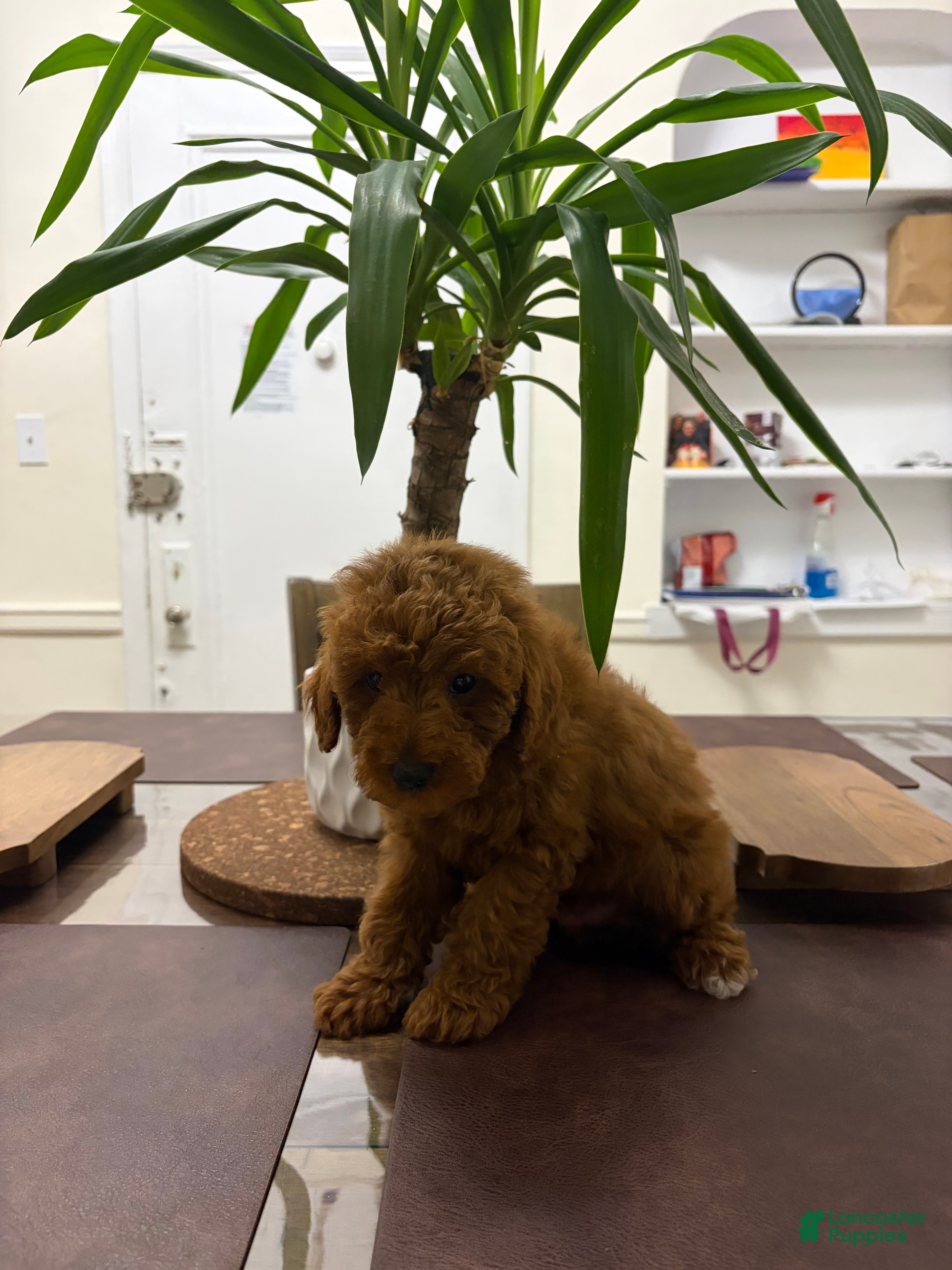 Toy Poodle dogs Kai - Ad 17