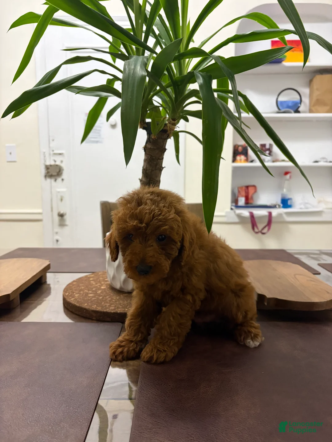 Toy Poodle dogs for sale: Kai - Ad 1