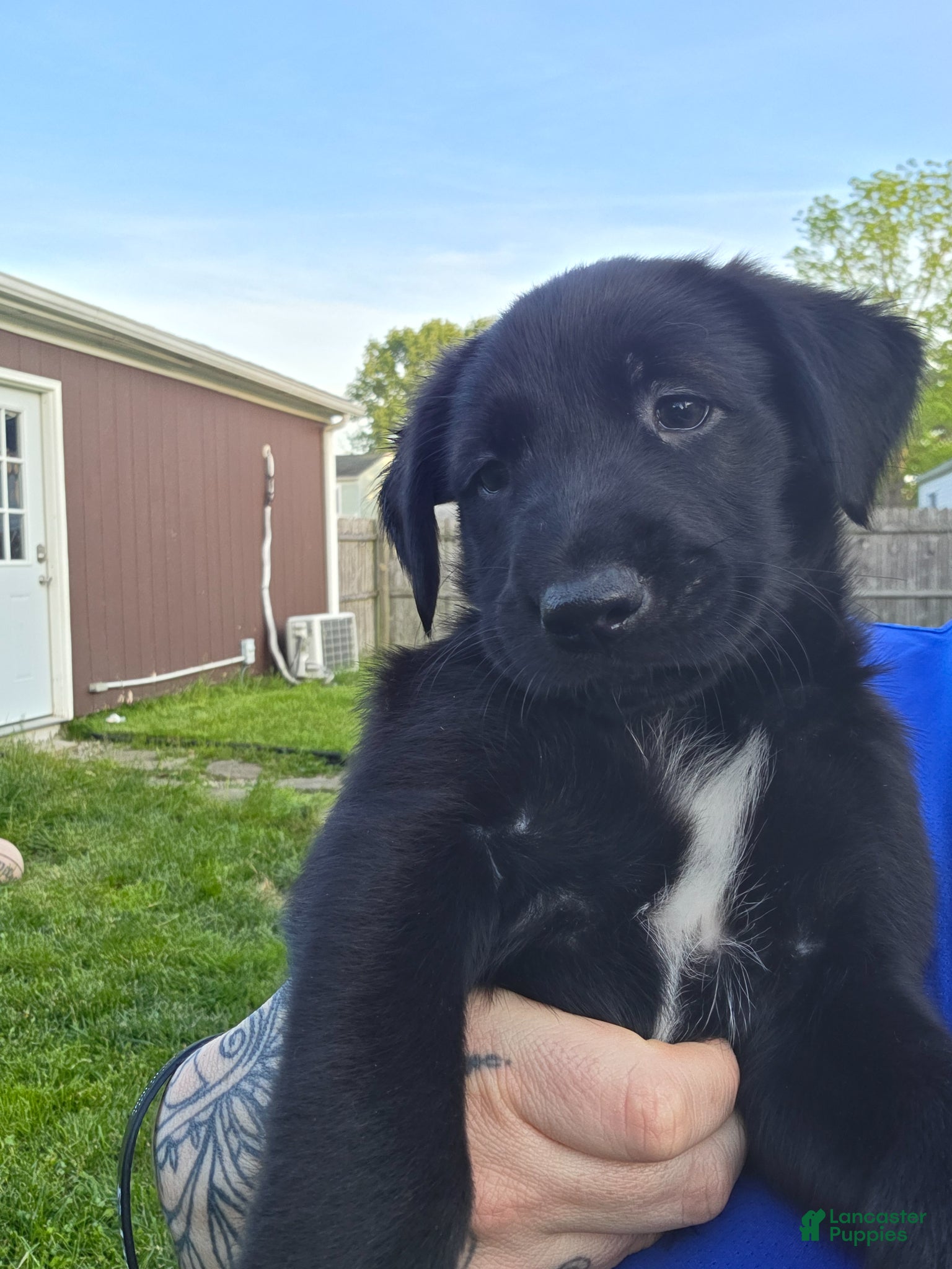 Mixed Breed dogs for sale: Dagger - Ad 2