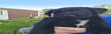 Dagger