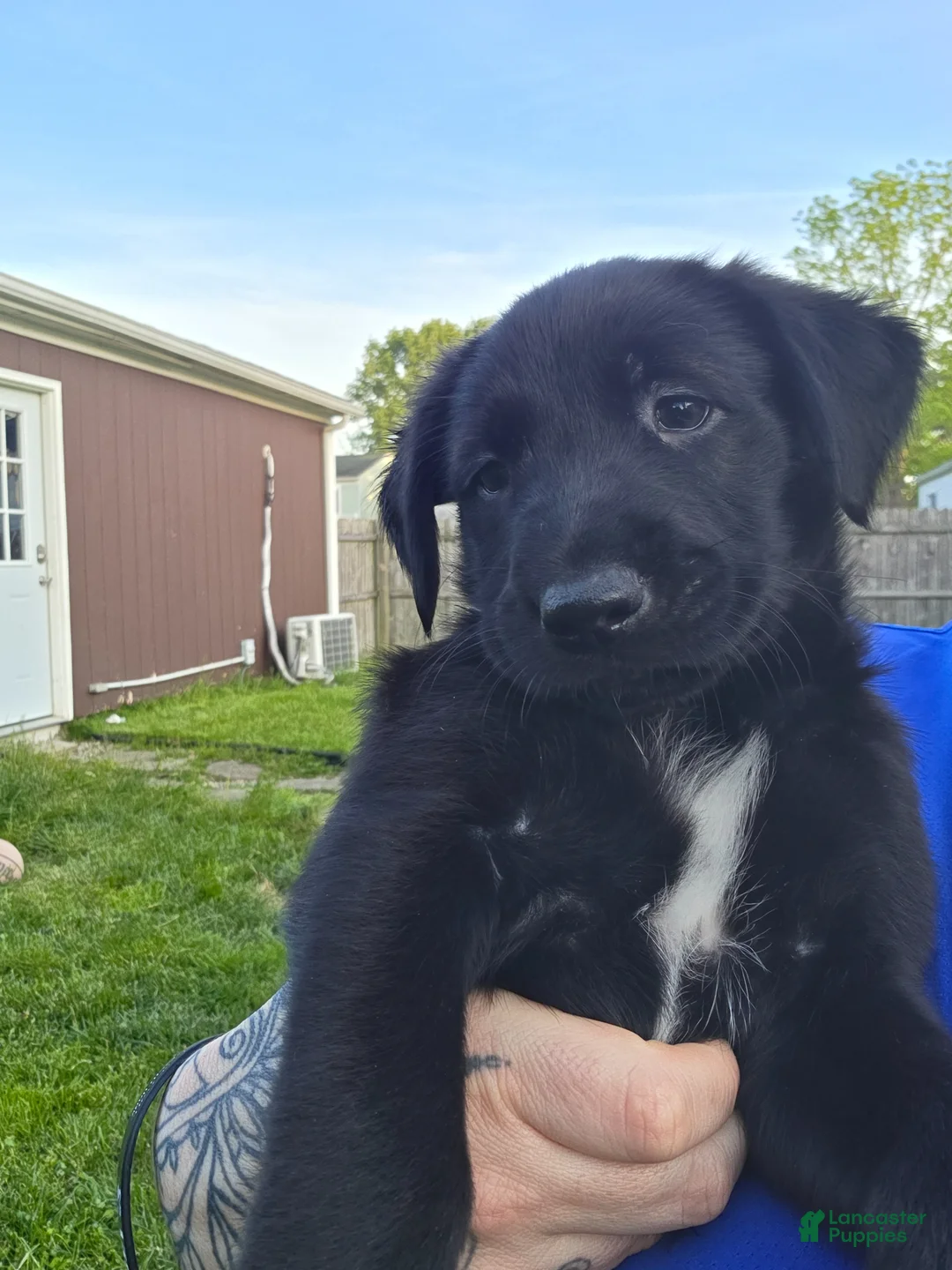 Mixed Breed dogs for sale: Dagger - Ad 1