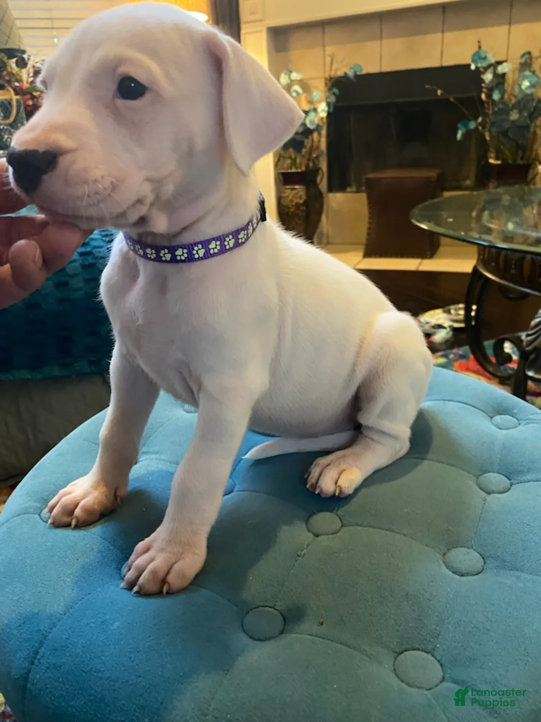 Dogo Argentino dogs for sale: Purple Collar - Ad 2