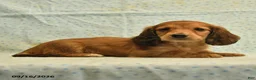 Dachshund dogs for sale: Scotty - Ad 3