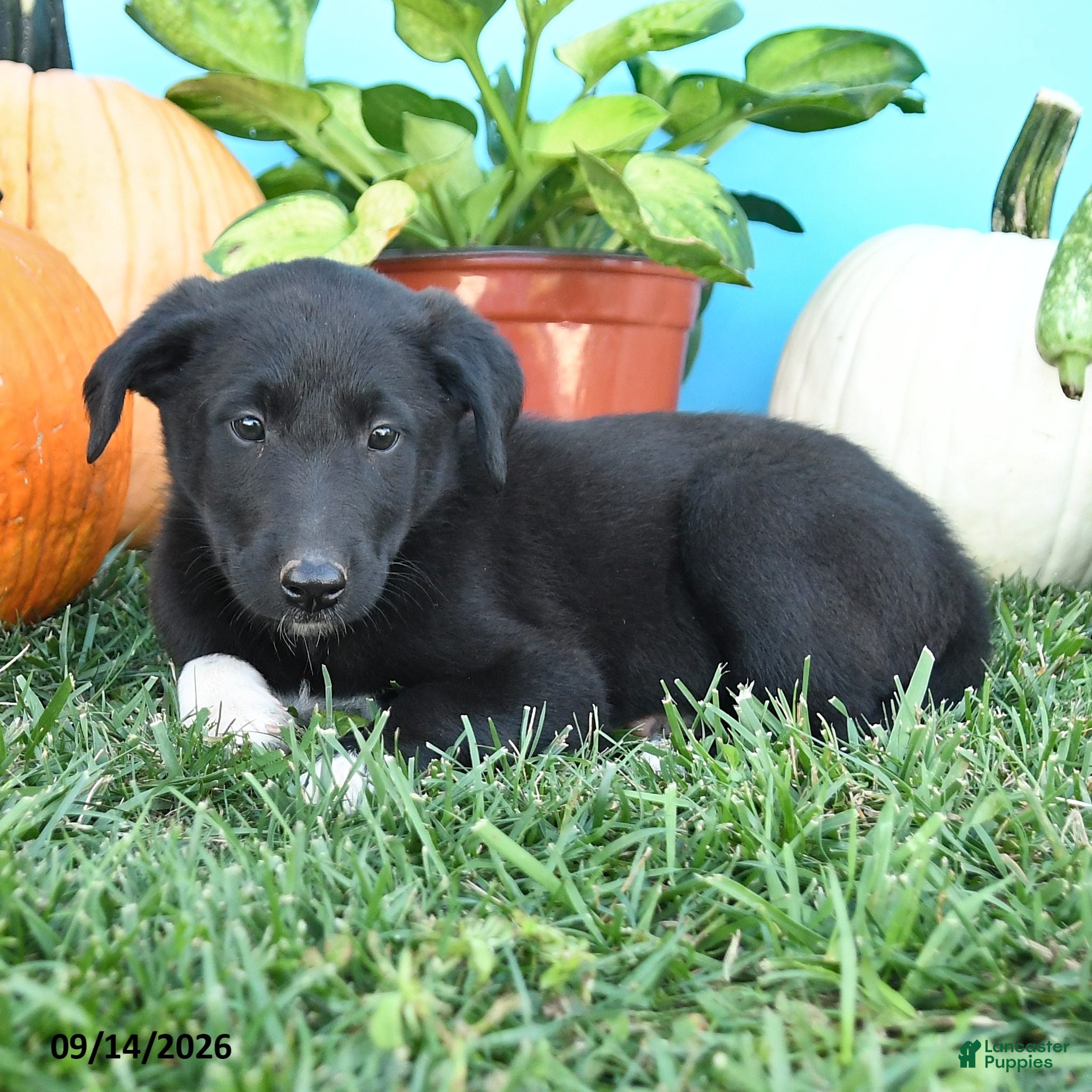 Mixed Breed dogs Rena - Ad 2