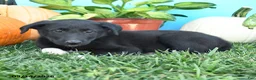 Mixed Breed dogs for sale: Rena - Ad 2
