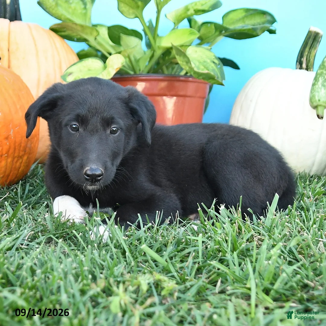 Mixed Breed dogs for sale: Rena - Ad 2