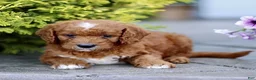 Mini Goldendoodle dogs for sale: Kenny - Ad 4