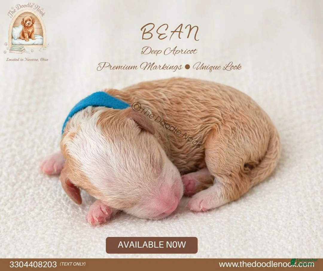 Mini Goldendoodle dogs for sale: BEAN🐾 🐶 - Ad 1