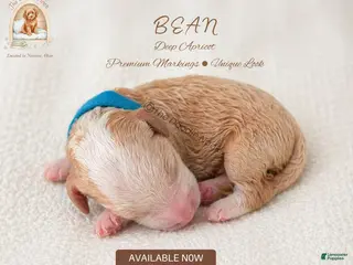 Mini Goldendoodle dogs BEAN🐾 🐶 - Ad 11