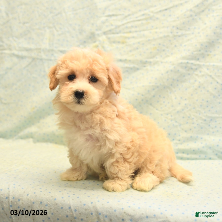 Havapoo dogs Philip - Ad 2