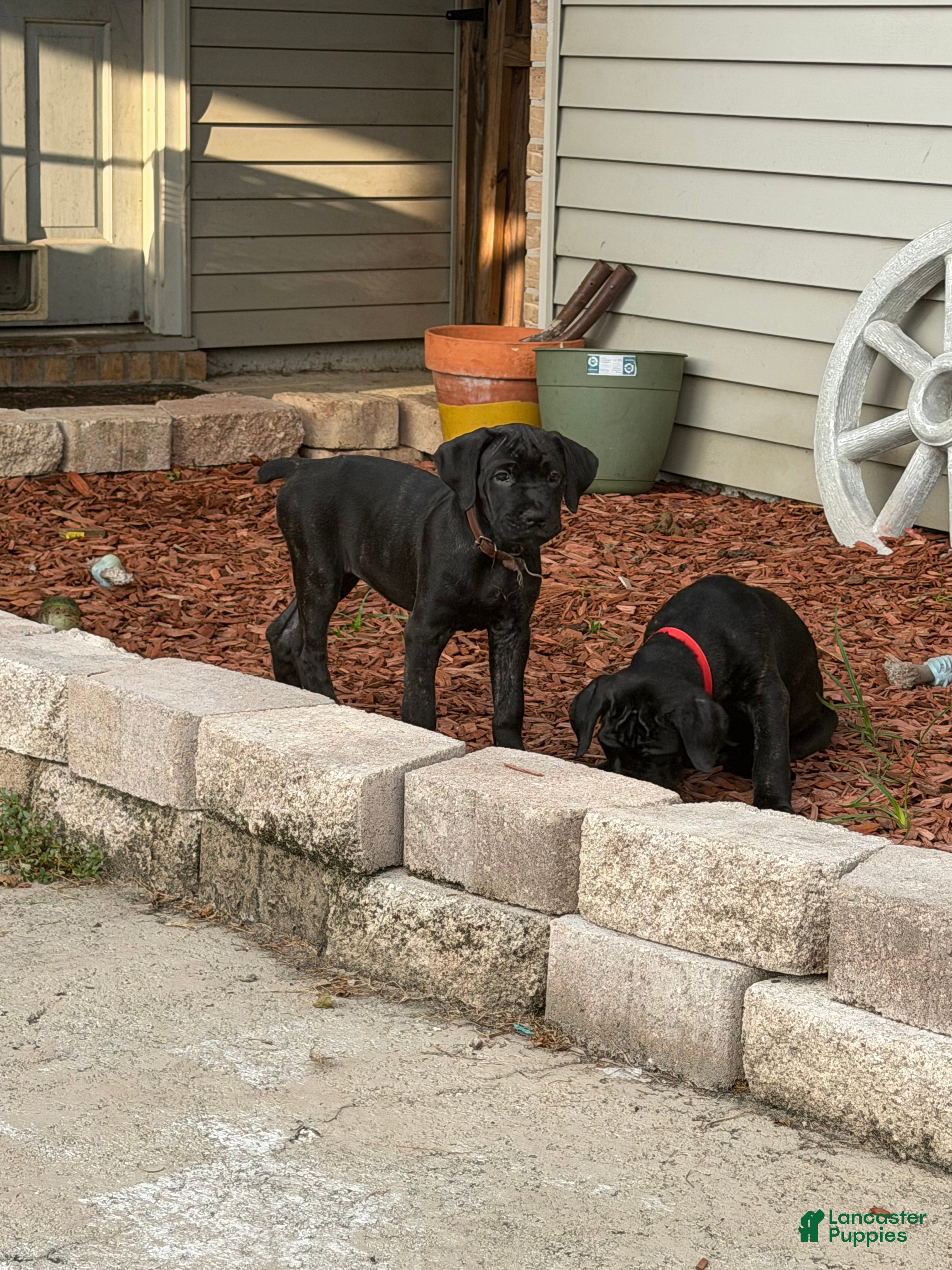 Cane Corso dogs Pocahontas  - Ad 2