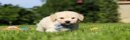 Bichpoo dogs for sale: Ollie - Ad 3
