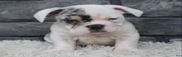 Beabull dogs for sale: Tater - Ad 4