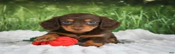 Miniature Dachshund dogs for sale: AKC Daisy - Ad 3