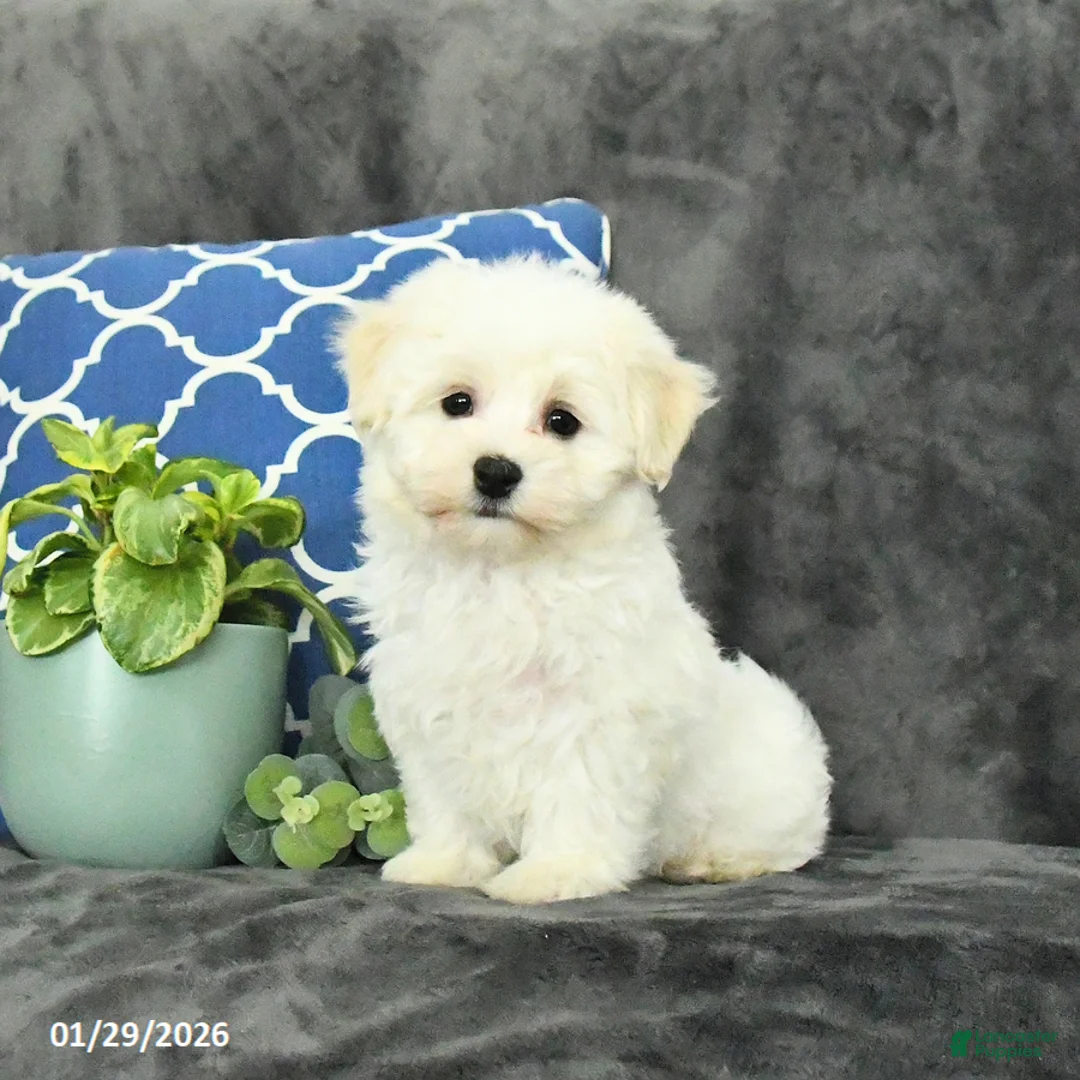 Mixed Breed dogs for sale: Duke - Ad 4