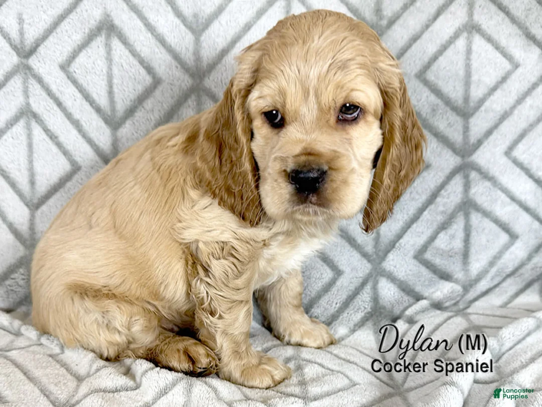 Cocker Spaniel dogs for sale: Dylan - Ad 4