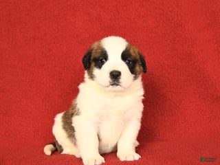 Saint Bernard dogs - Ad 10