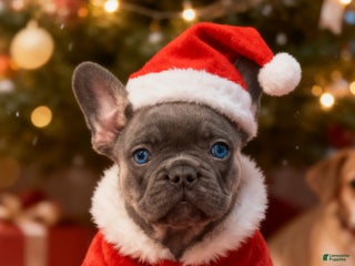 French Bulldog dogs Bubba - Ad 37