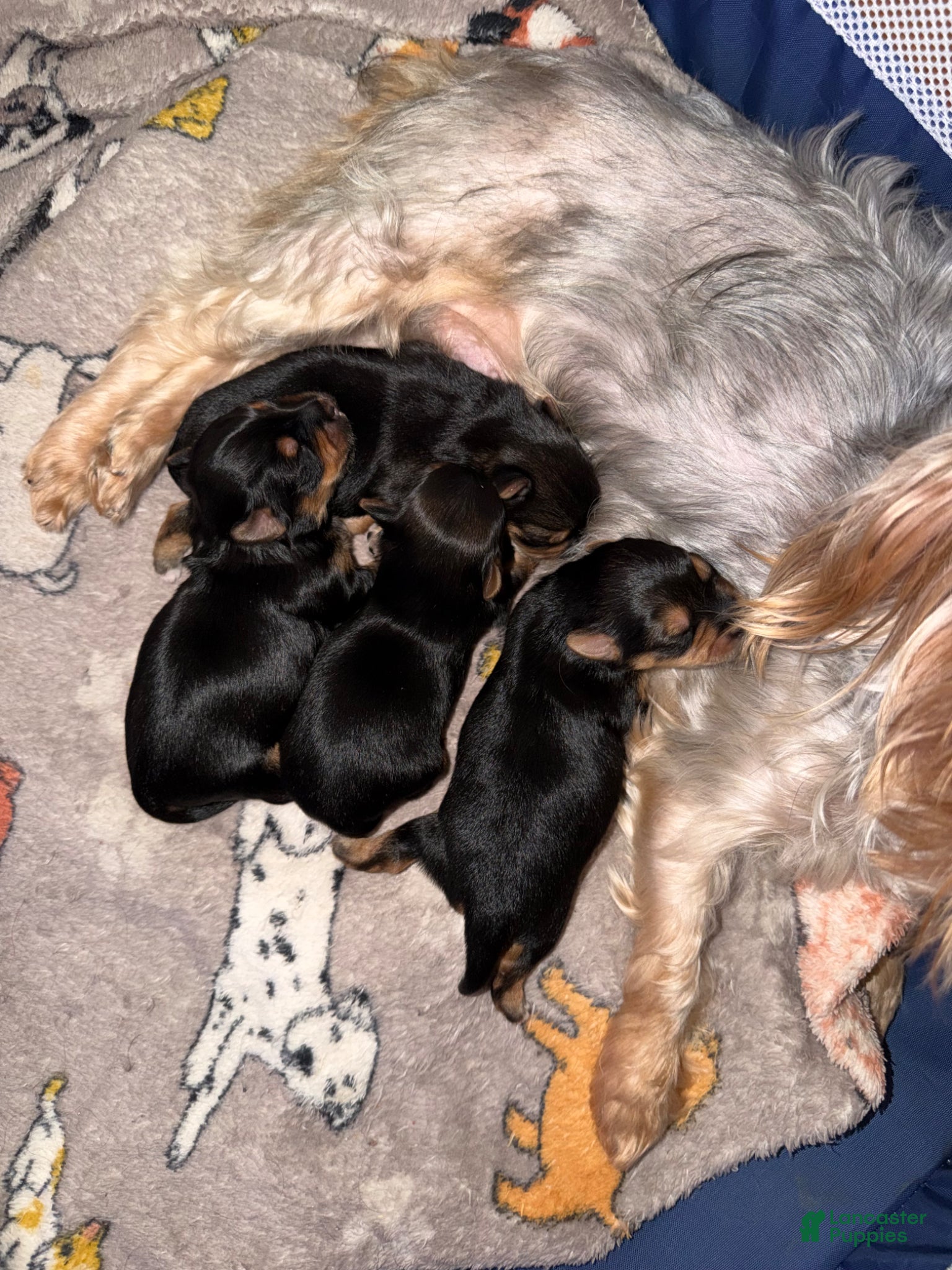 Yorkshire Terrier dogs Yorkshire Terrier Puppy 4 - Ad 28